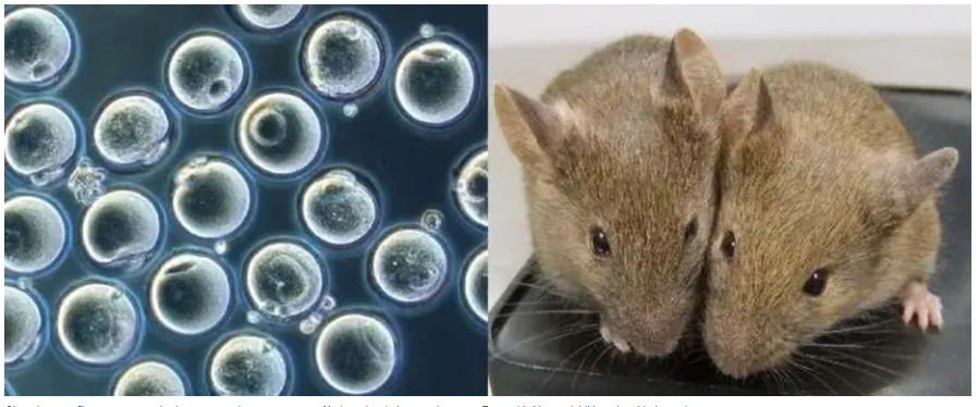 Cientistas dizem ter criado ratos saudáveis a partir de dois machos; entenda